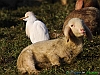Uccelli ciconiiformi 35 - Airone guardabuoi.jpg
